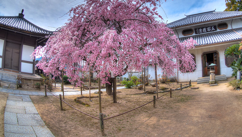 天寧寺は花の寺とよばれるしだれ桜
