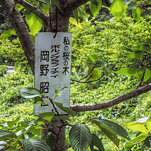 アキヒトの桜【ポルノグラフティ 岡野明仁】 Akihito Sakura