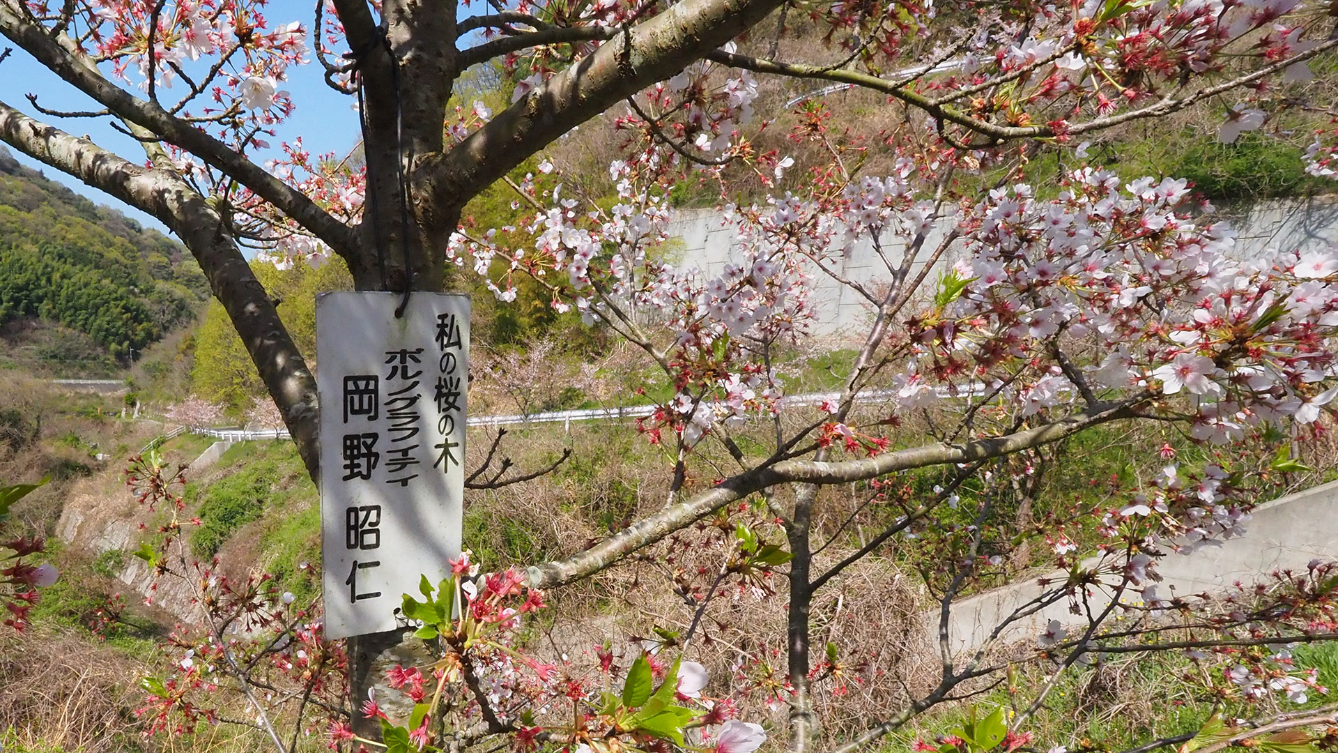 アキヒトの桜【ポルノグラフティ 岡野明仁】 Akihito Sakura