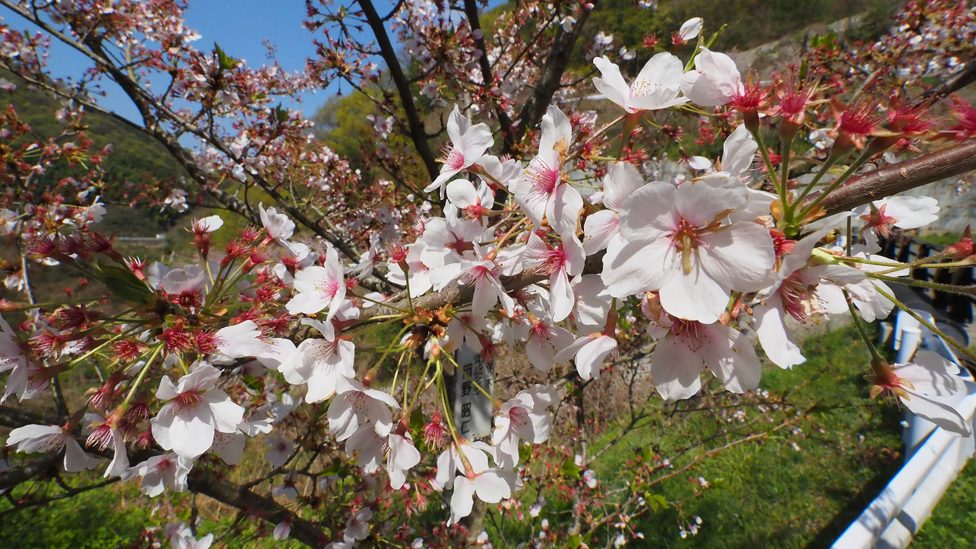 アキヒトとは因島出身のポルノグラフィティのボーカル、岡野明仁さん。岡野さんもこの植樹活動をサポートして桜の木のオーナに名を連ねているのです