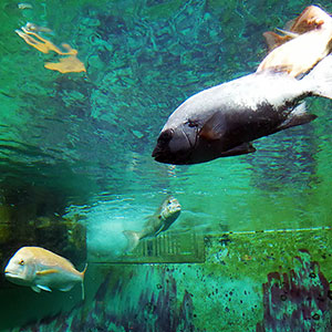 福山大学が無料で一般開放している水族館です