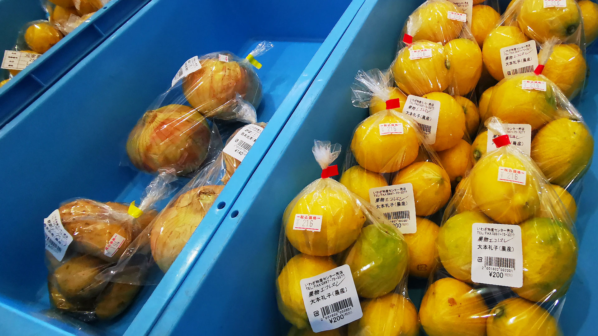 買ってきたレモンをそのまま皮ごと食べても安全で美味しいと評判になり、産地である岩城島が「青いレモン島」と呼ばれるようになりました。