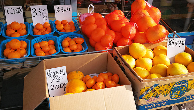 柑橘類の見本市みたいな売り場