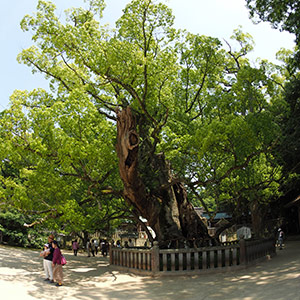大山祇神社神社内の楠群は昭和26年に国の天然記念物に指定されています