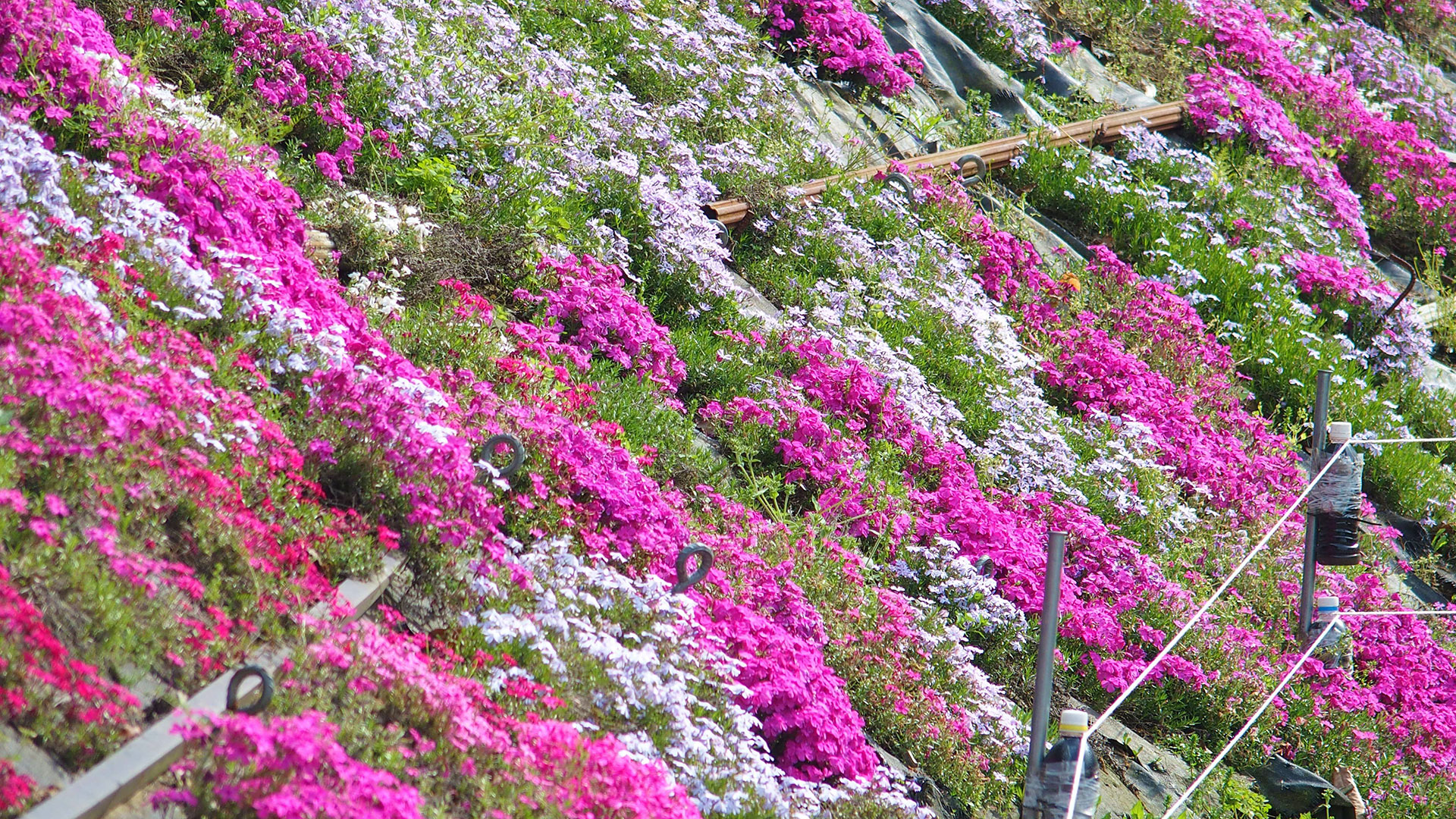 ふくろうの花畑　Fukurou (Owl) flower garden